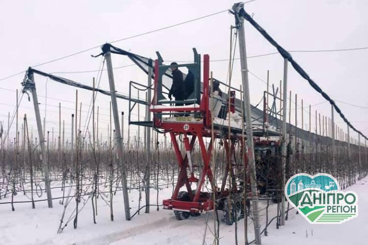 На Дніпропетровщині яблуні ховають під сіткою: навіщо? Новини Дніпропетровщини. На Дніпропетровщині яблуні ховають під сіткою: навіщо?