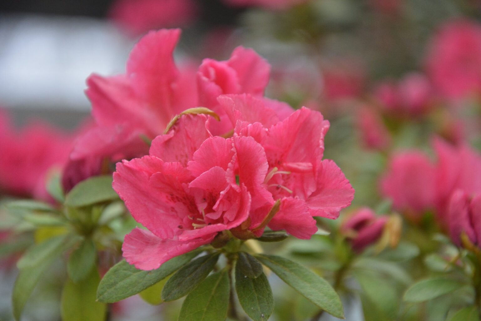 Новини Дніпропетровщини. Рожеве свято серед зими: у Криворізькому ботанічному саду зацвіли азалії