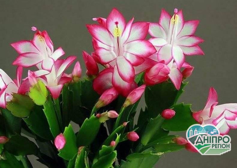 Як змусити цвісти Декабрист (шлюмбергеру) на Різдво Новини Дніпропетровщини. Як змусити цвісти Декабрист (шлюмбергеру) на Різдво