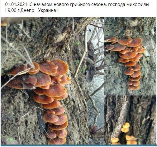 Опеньок зимовий: на Дніпропетровщині триває грибний сезон