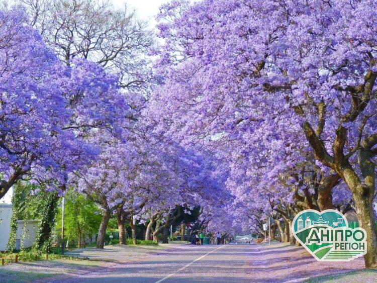 На Дніпропетровщині висадять Адамове дерево замість тополь Новини Дніпропетровщини. На Дніпропетровщині висадять Адамове дерево замість тополь