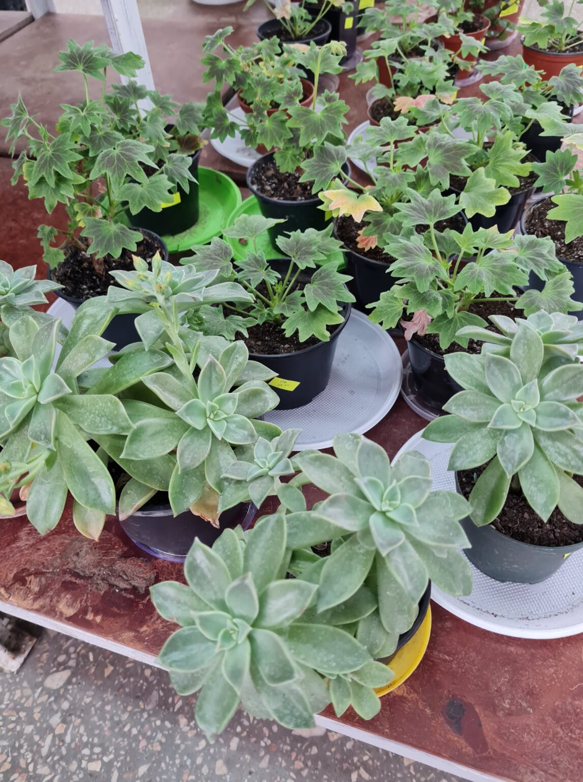 У Дніпрі ботанічний сад запрошує відвідати виставку неймовірних рослин У Дніпрі ботанічний сад запрошує відвідати виставку неймовірних рослин