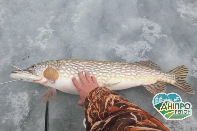На Дніпропетровщині рибалка зловив гігантську щуку На Дніпропетровщині рибалка зловив гігантську щуку