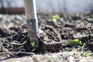 Роботи, які потрібно виконати в саду та на городі у лютому