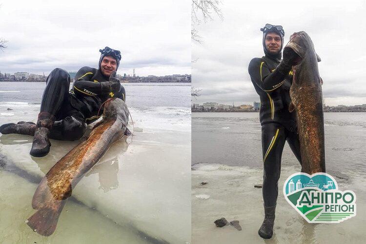 На Дніпропетровщині рибалка піймав величезного сома На Дніпропетровщині рибалка зловив гігантського сома