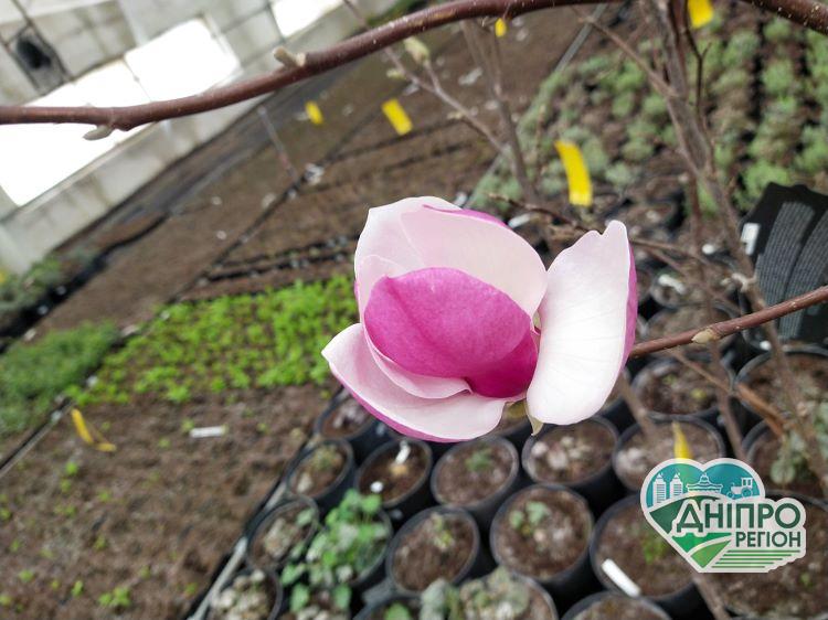 В теплицях Спаського розплідника розцвіли магнолії В теплицях Спаського розплідника розцвіли магнолії. Новини Дніпропетровщини.