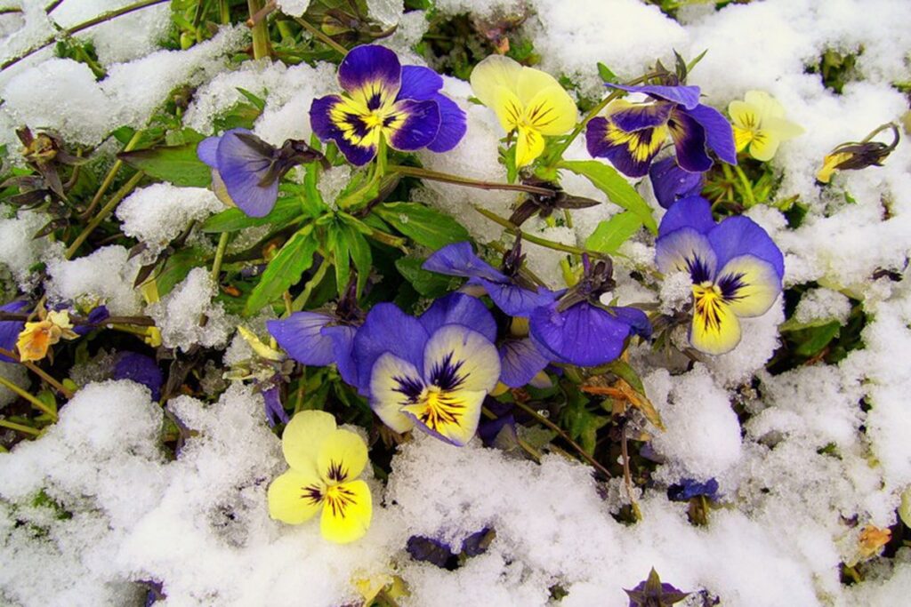 Новини Дніпропетровщини. Які багаторічні квіти можна сіяти на розсаду в лютому