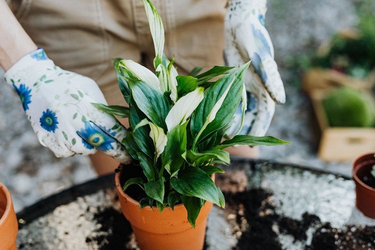 10 рослин, які наповнять ваш будинок киснем