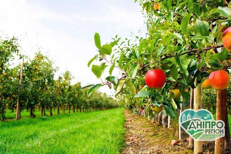 Які області отримали найбільше дотацій на садівництво у 2020 році Які області отримали найбільше дотацій на садівництво у 2020 році