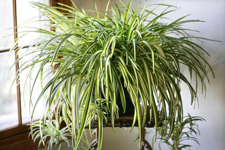 10 рослин, які наповнять ваш будинок киснем