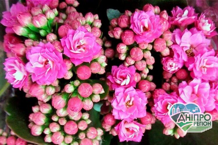 Квітучий каланхое – простий догляд та корисні властивості Квітучий каланхое – простий догляд та корисні властивості