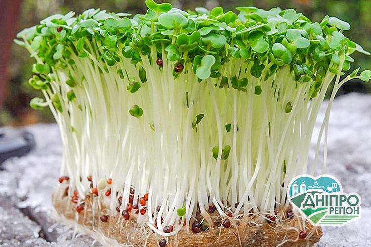 Як виростити мікрозелень вдома: правила вирощування мікрогріну Як виростити мікрозелень вдома: правила вирощування мікрогріну