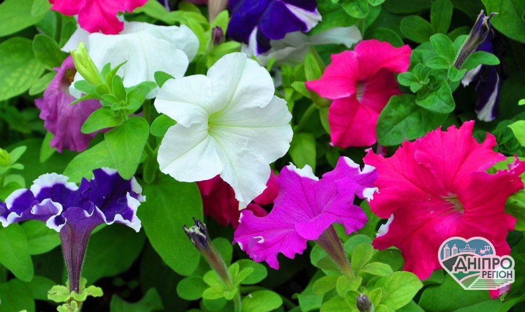 Які однолітні квіти можна садити на розсаду в лютому Агроновини. Які однолітні квіти можна садити на розсаду в лютому