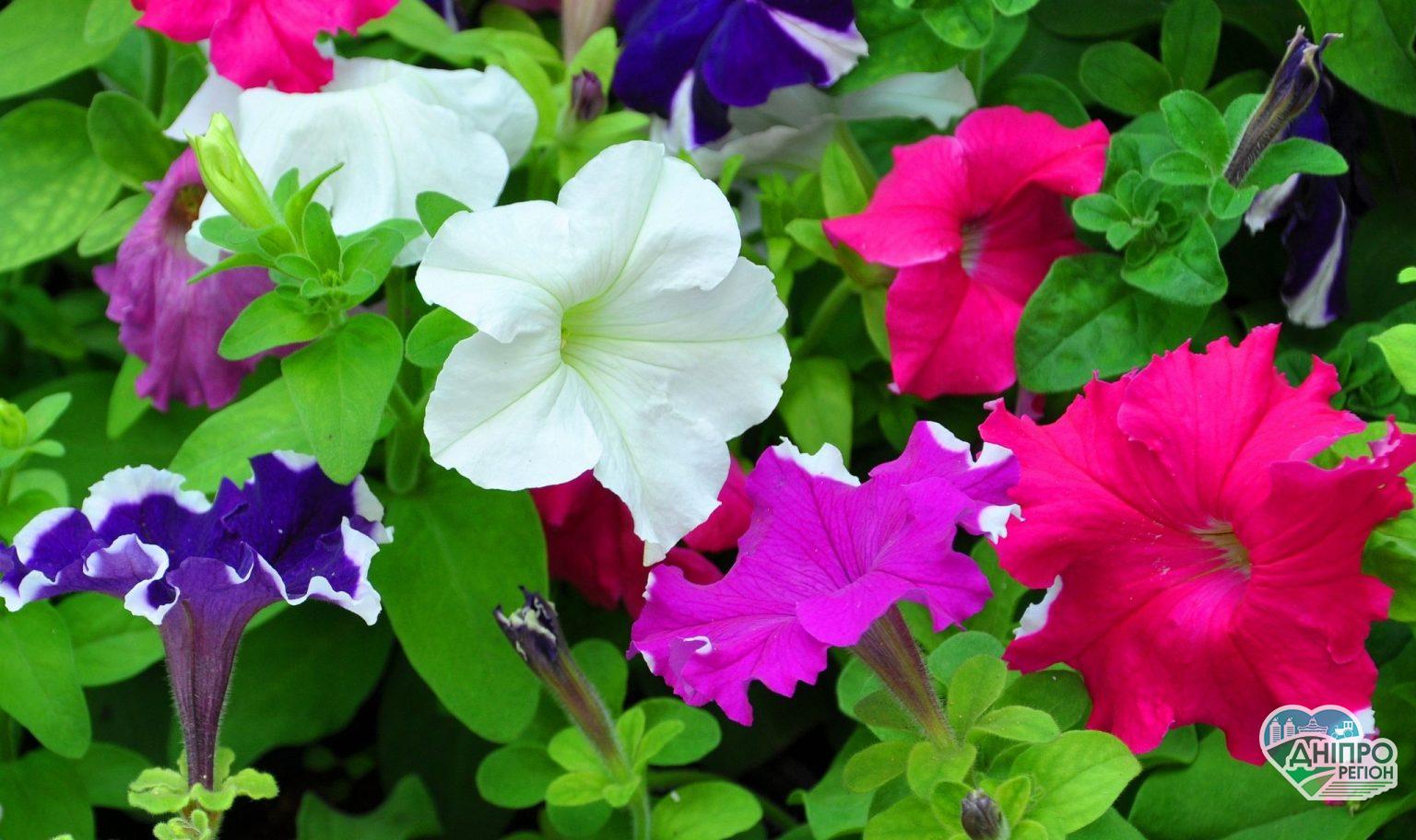 Які однолітні квіти можна садити на розсаду в лютому Агроновини. Які однолітні квіти можна садити на розсаду в лютому