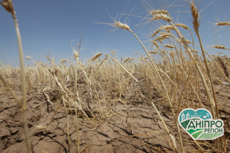 Часті посухи в Україні: що прогнозують метеорологи Часті посухи в Україні: що прогнозують метеорологи