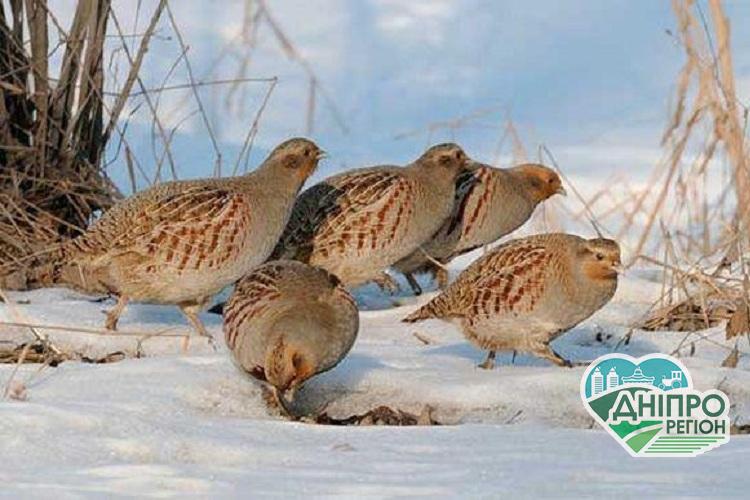 На Дніпропетровщині перерахували диких тварин На Дніпропетровщині перерахували диких тварин