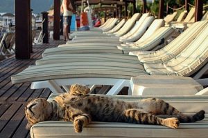 Гороскоп на 8 березня: кому можна байдикувати