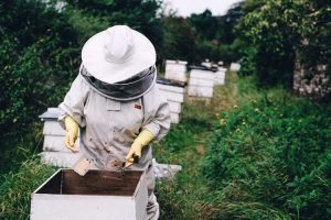 У Раді зареєстрували законопроект про розвиток бджільництва