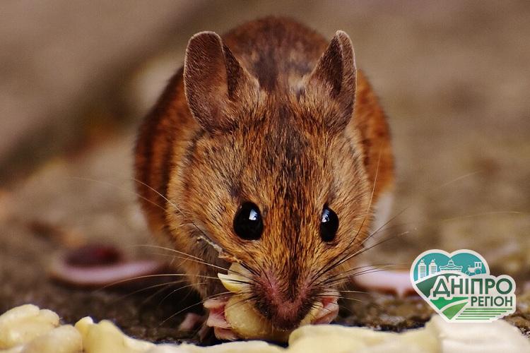Мешканка Дніпропетровщини знайшла в пакеті гречки мертву мишу Мешканка Дніпропетровщини знайшла в пакеті гречки мертву мишу