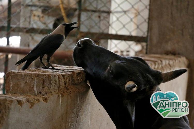 Президент України підписав закон про ветеринарну медицину Президент України підписав закон про ветеринарну медицину