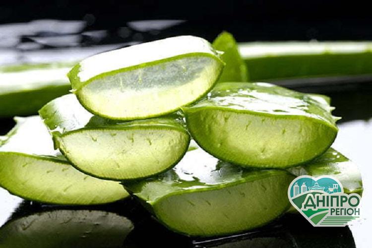 Алое: властивості, користь та шкода Алое: властивості, користь та шкода