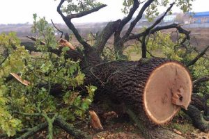 На Дніпропетровщині “чорні лісоруби” завдали шкоди на 700 тис. грн