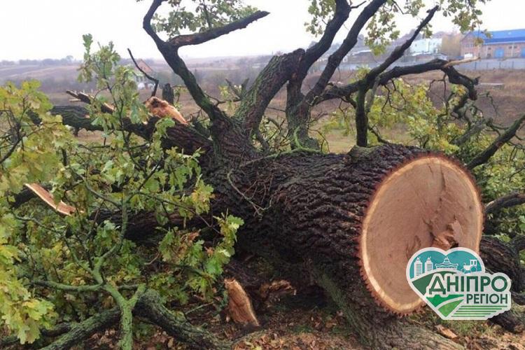 На Дніпропетровщині “чорні лісоруби” завдали шкоди на 700 тис. грн На Дніпропетровщині "чорні лісоруби" нанесли шкоди на 700 тис. грн