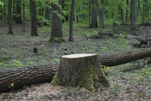 На Дніпропетровщині судитимуть 3 особи, які незаконно рубали дерева