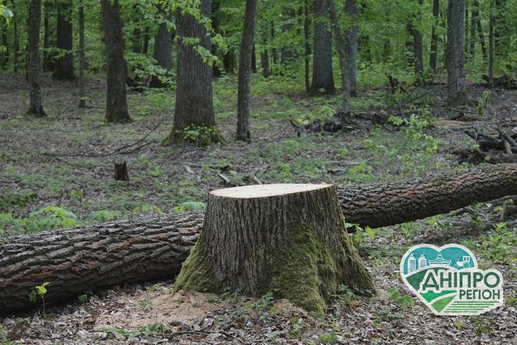 На Дніпропетровщині судитимуть 3 особи, які незаконно рубали дерева На Дніпропетровщині судитимуть 3 особи, які незаконно рубали дерева