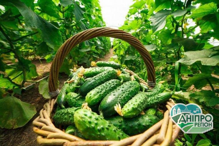 Огірок: дуже корисний овоч Огірок: дуже корисний овоч