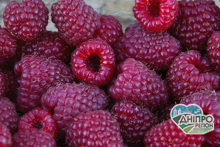 Україна наростила обсяг експорту замороженої малини Україна наростила обсяг експорту замороженої малини