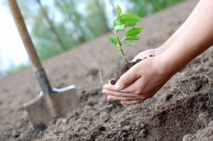 На Дніпропетровщині планують висадити майже 1,5 млн дерев