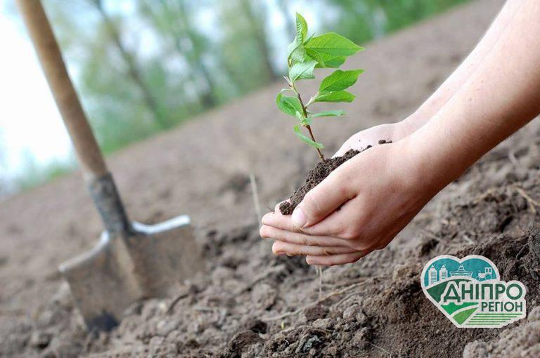 На Дніпропетровщині планують висадити майже 1,5 млн дерев