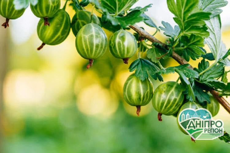 Корисні властивості Аґруса Корисні властивості Аґруса