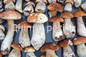 Озвучено ціни на гриби в Україні