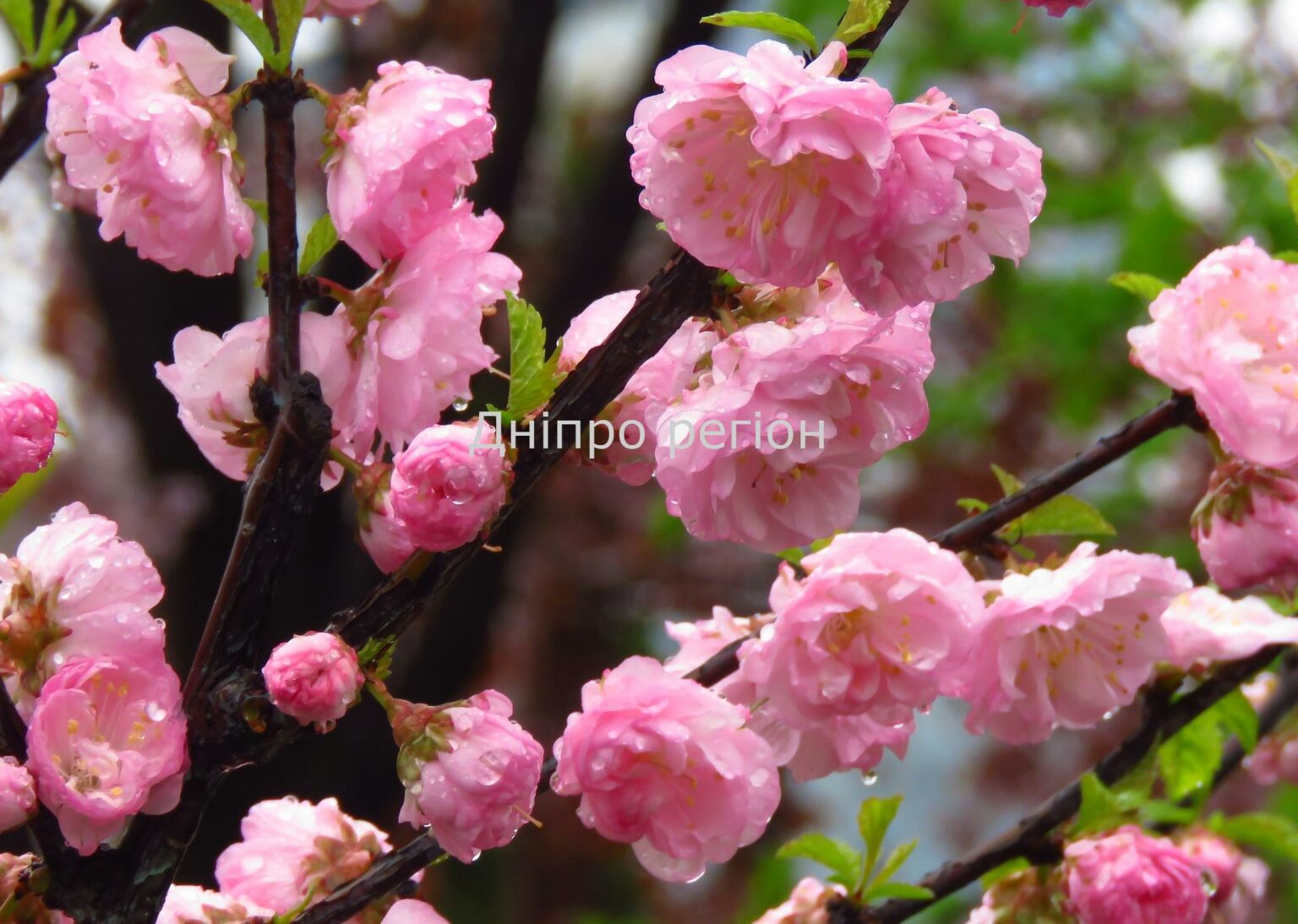 Гороскоп з 1 по 7 травня: що чекає на всі знаки Зодіаку Яке свято 4 травня: помийте вікна та не пліткуйте