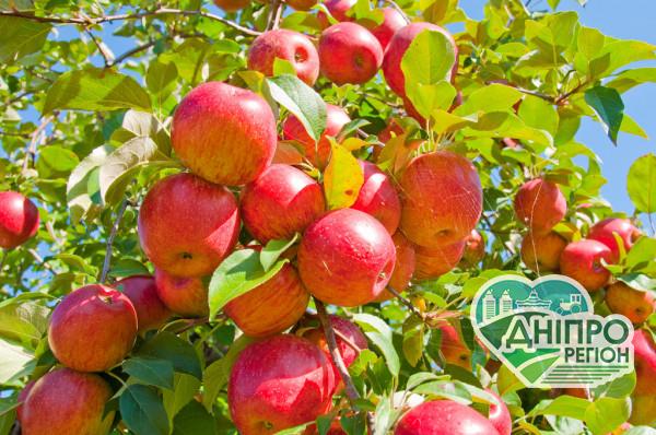 Що робити, якщо яблуні виросли великими, але не плодоносять