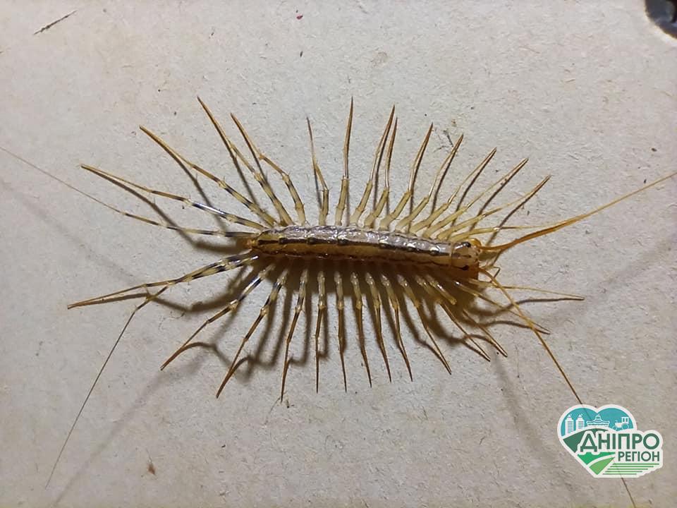 Скутігера! У Дніпрі побачили повзучу істоту на довгих лапках (ФОТО)