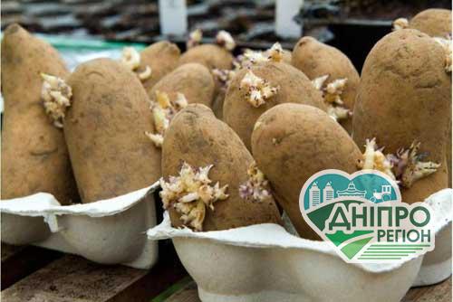 Як правильно та коли краще садити картоплю, щоб отримати високий урожай Як правильно та коли краще садити картоплю, щоб отримати високий урожай