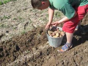 Чим підживити картоплю під час посадки, щоб отримати великий урожай