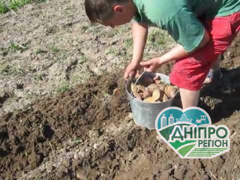 Чим підживити картоплю під час посадки, щоб отримати великий урожай