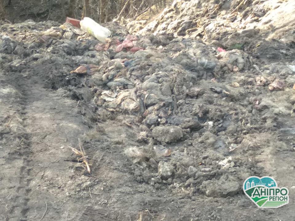 100 тон кишок та внутрішніх органів: на Дніпропетровщині знайшли смердюче звалище (ФОТОФАКТ)