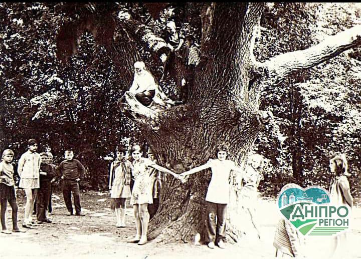 На Дніпропетровщині росте дуб смерті: чому його бояться люди