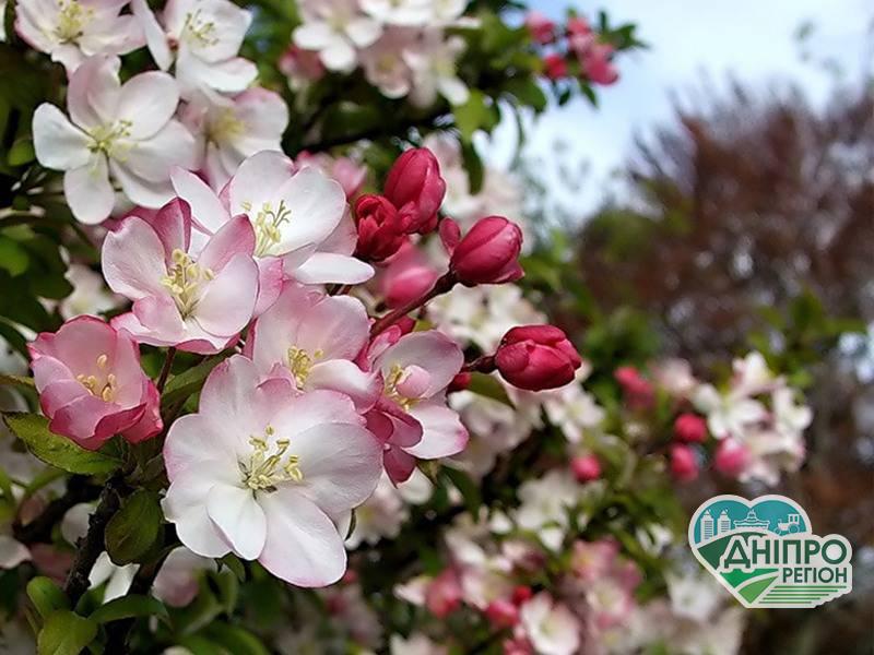 Названо області, які отримали найбільше дотацій на садівництво: на якому місті Дніпропетротровщина