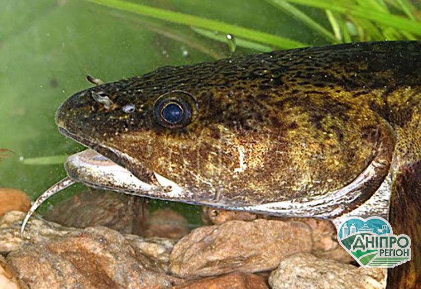 На Дніпровському водосховищі встановили гнізда для риб