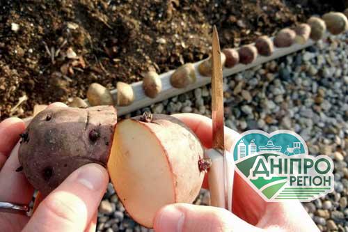 Дуже прості поради: як посадити різану картоплю і збільшити урожай