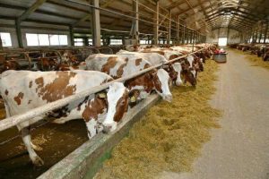 На Дніпропетровщині у зв’язку з закриттям ферми продають корів: можлива оплата частинами
