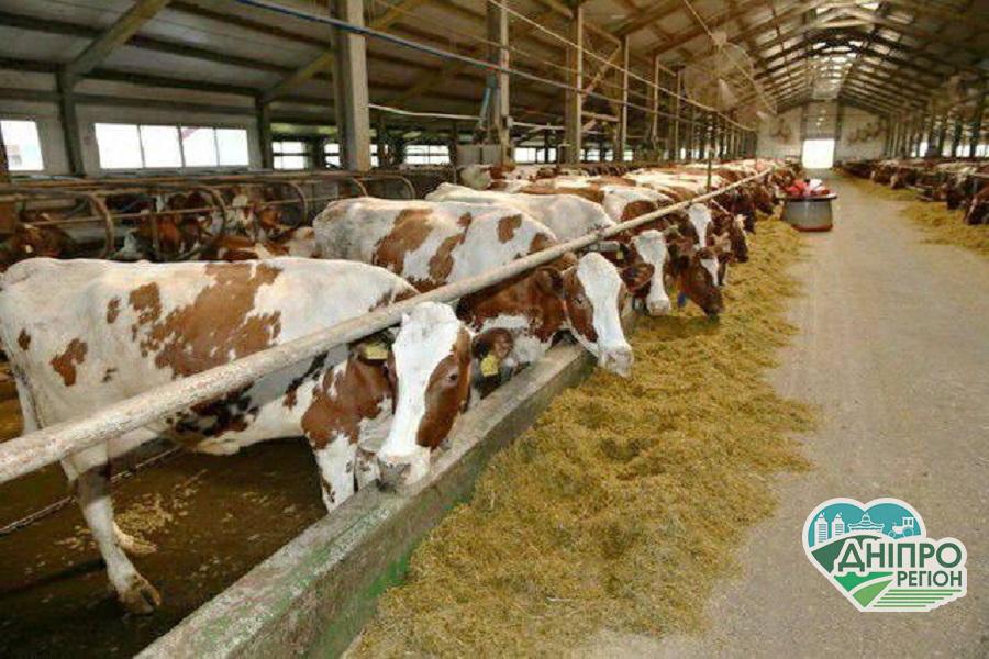 На Дніпропетровщині у зв’язку з закриттям ферми продають корів: можлива оплата частинами