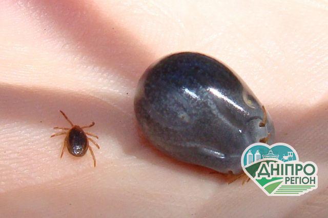 Обережно! Кліщі загризають людей та домашніх тварин: як захиститись