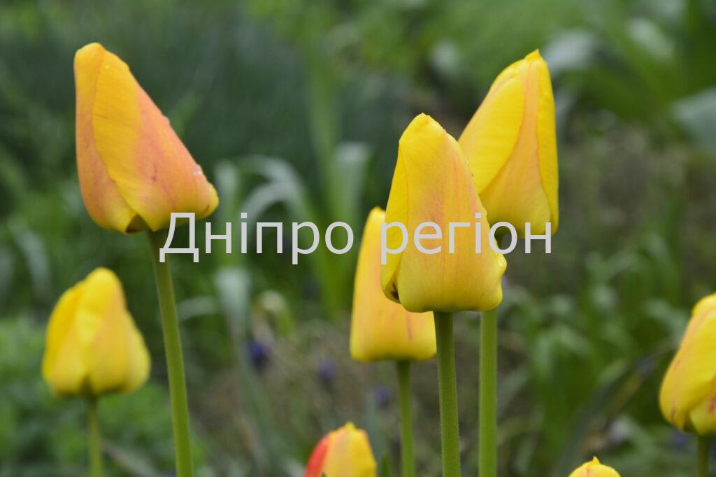 22 квітня – день Вадима та Євпсихія: що категорично заборонено робити в цей день Атмосферний фронт принесе дощі в Україну: якою буде погода у Дніпрі 1 травня